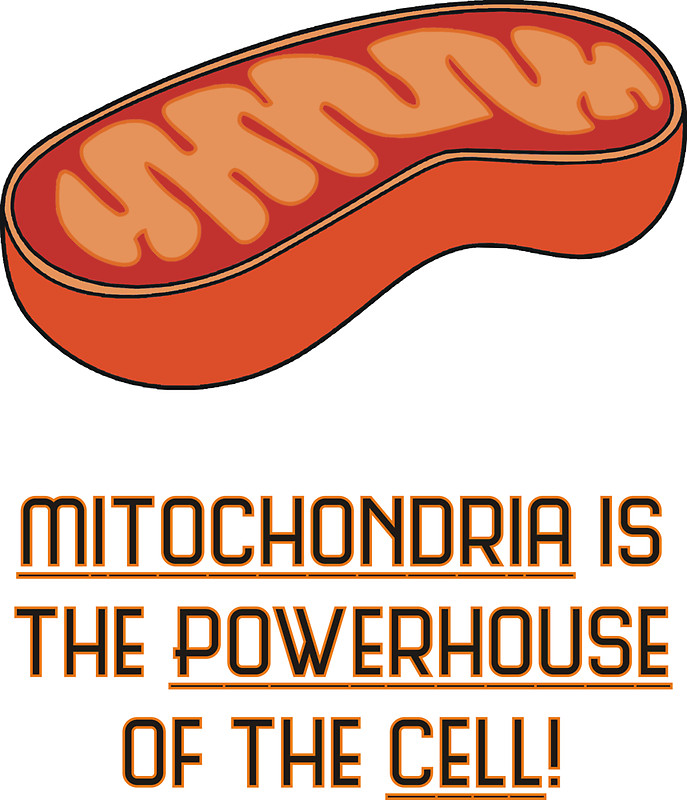 Mitochondria Clipart | Free download on ClipArtMag