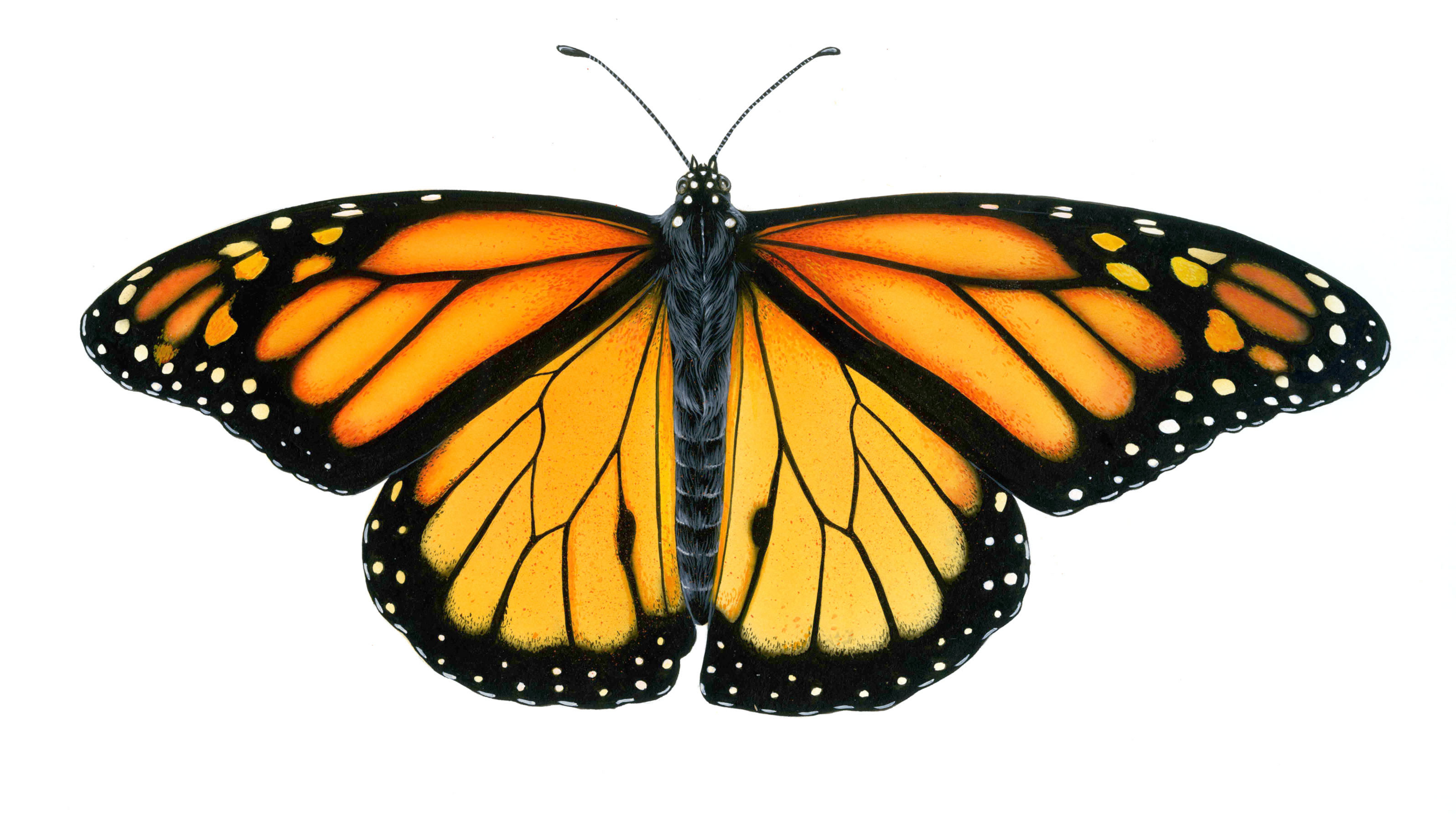 monarch-butterfly-drawing-free-download-on-clipartmag