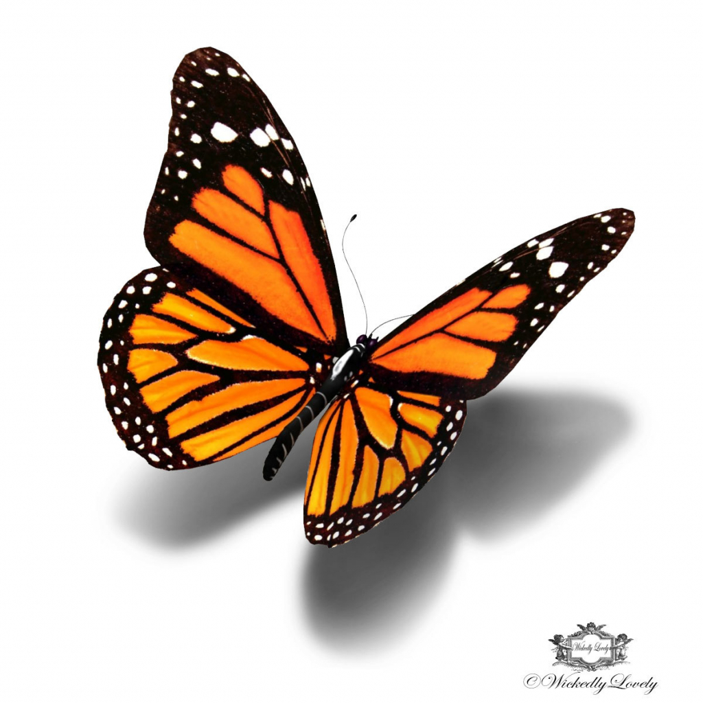 Monarch Butterfly Drawing | Free download on ClipArtMag