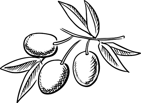 Olive Leaf Clipart | Free download on ClipArtMag