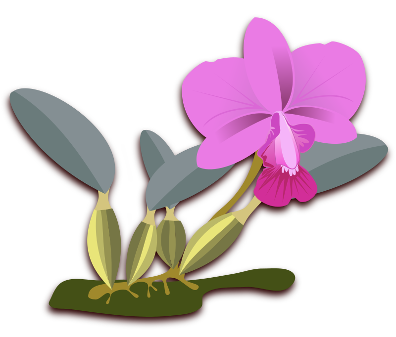 Orchid Flower Clipart | Free download on ClipArtMag