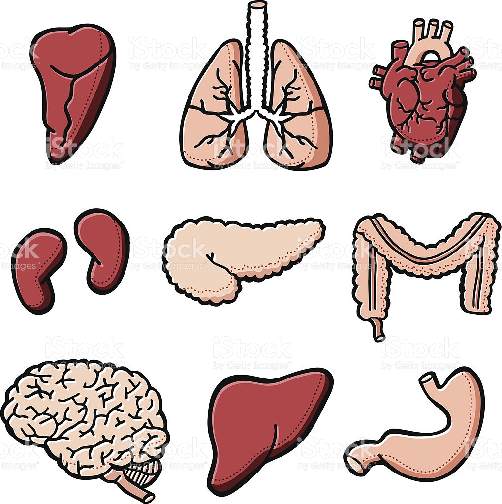 Collection of Organ clipart | Free download best Organ clipart on