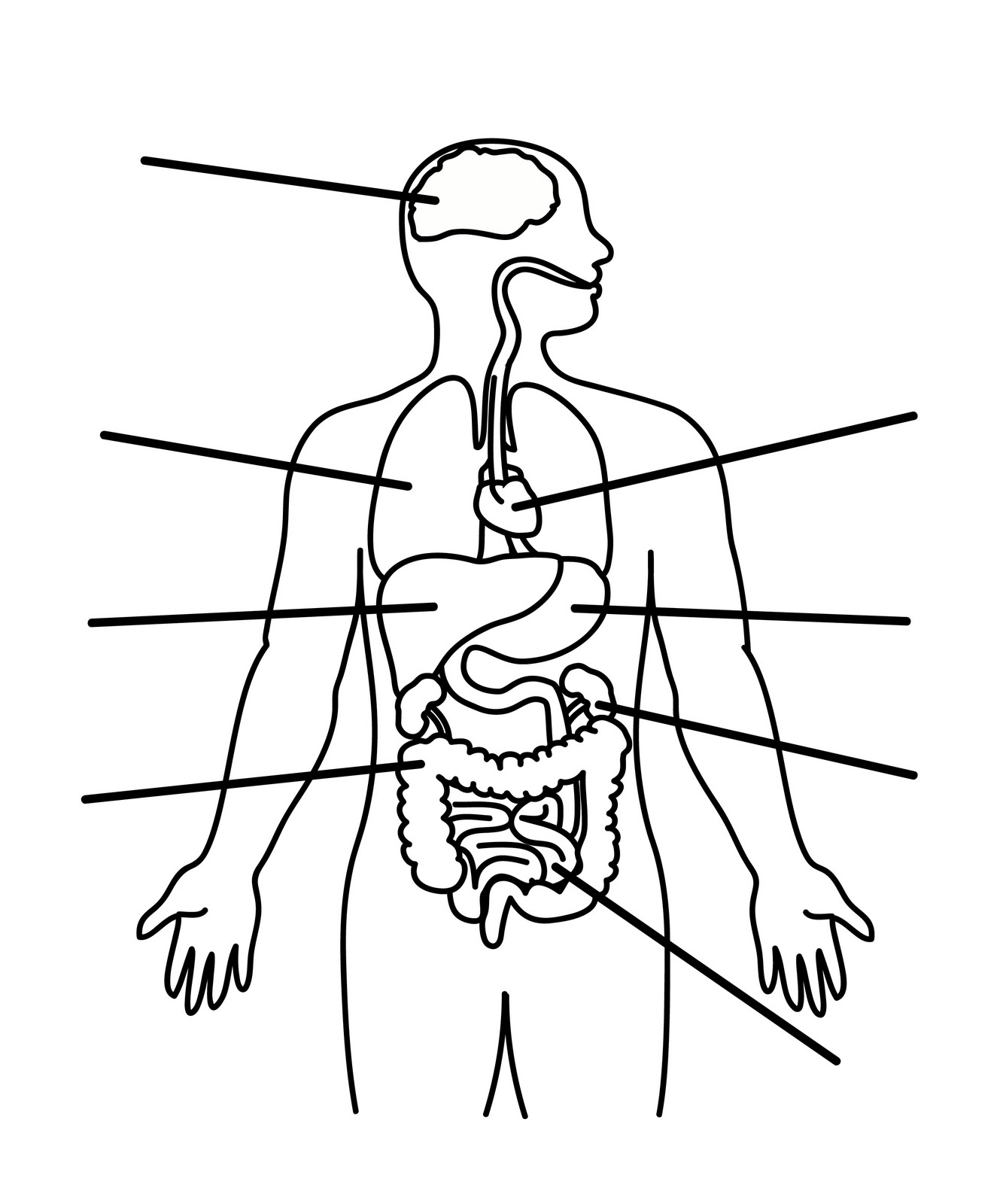 Outline Of A Body | Free download on ClipArtMag