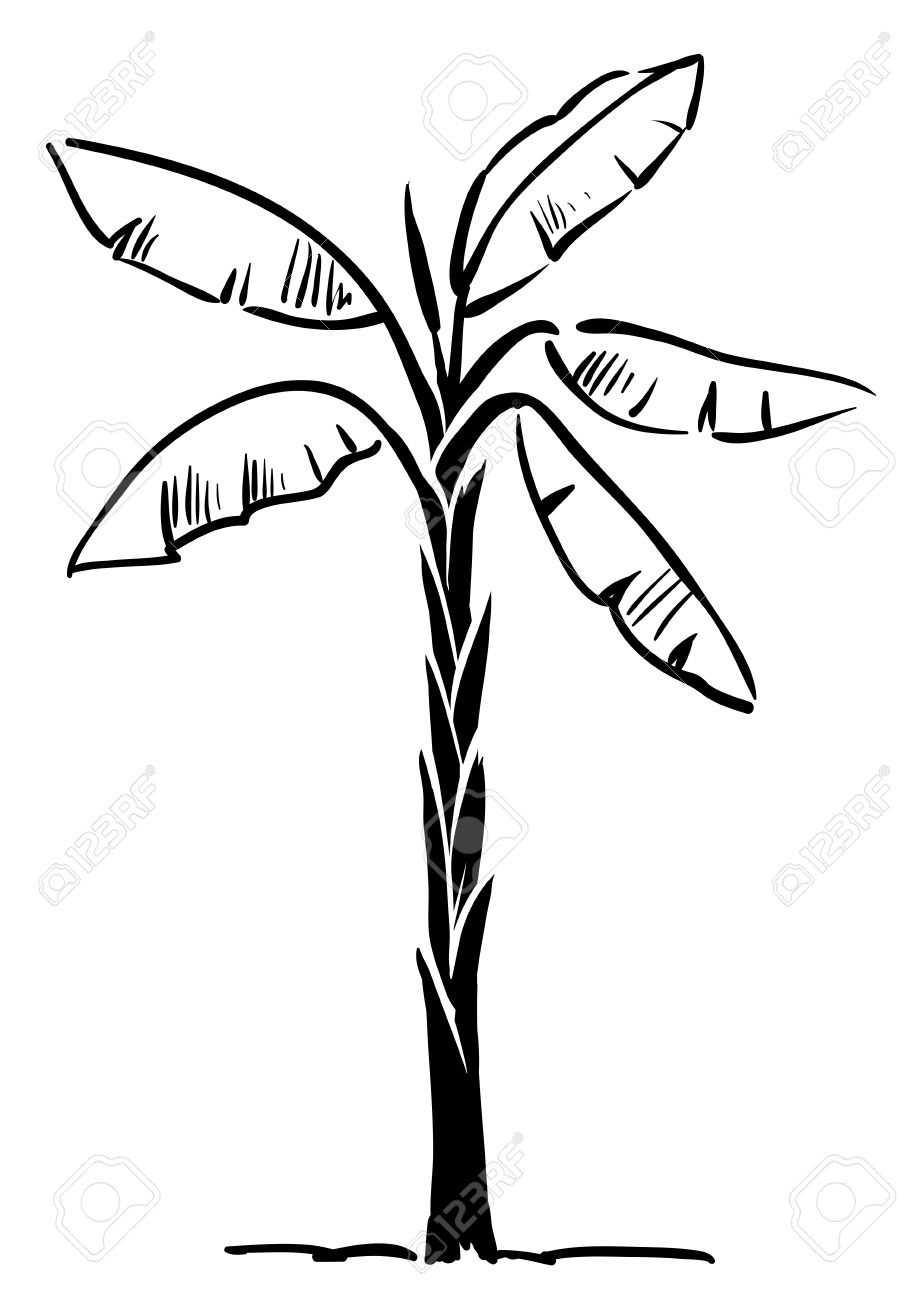 Palm Tree Black And White Clipart | Free download on ...