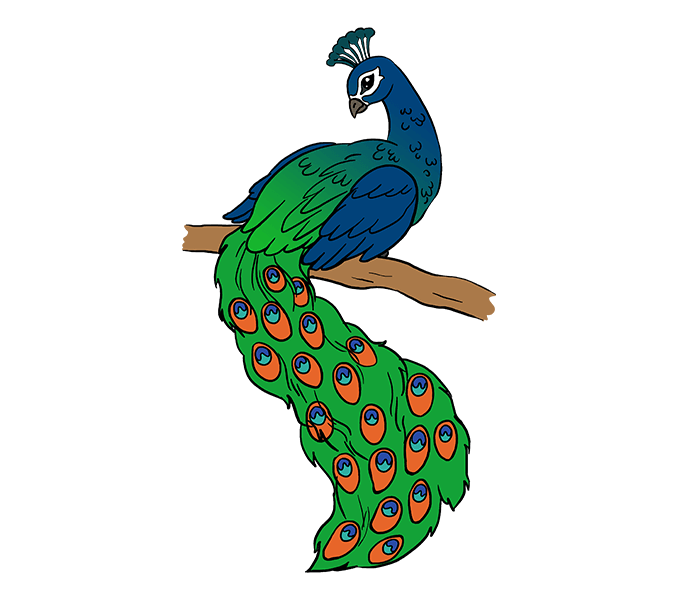 peacock drawing 19