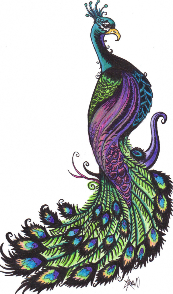 Peacock Drawing Free Download On Clipartmag