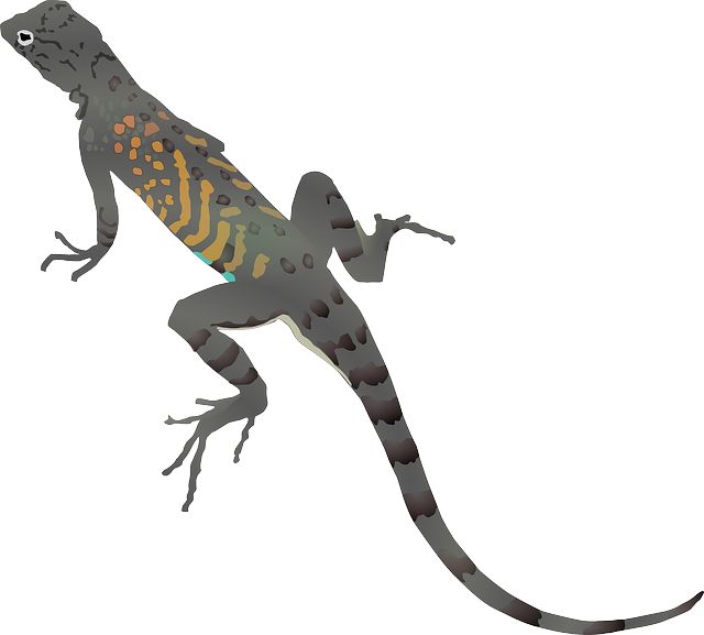 Pictures Of Cartoon Lizards 