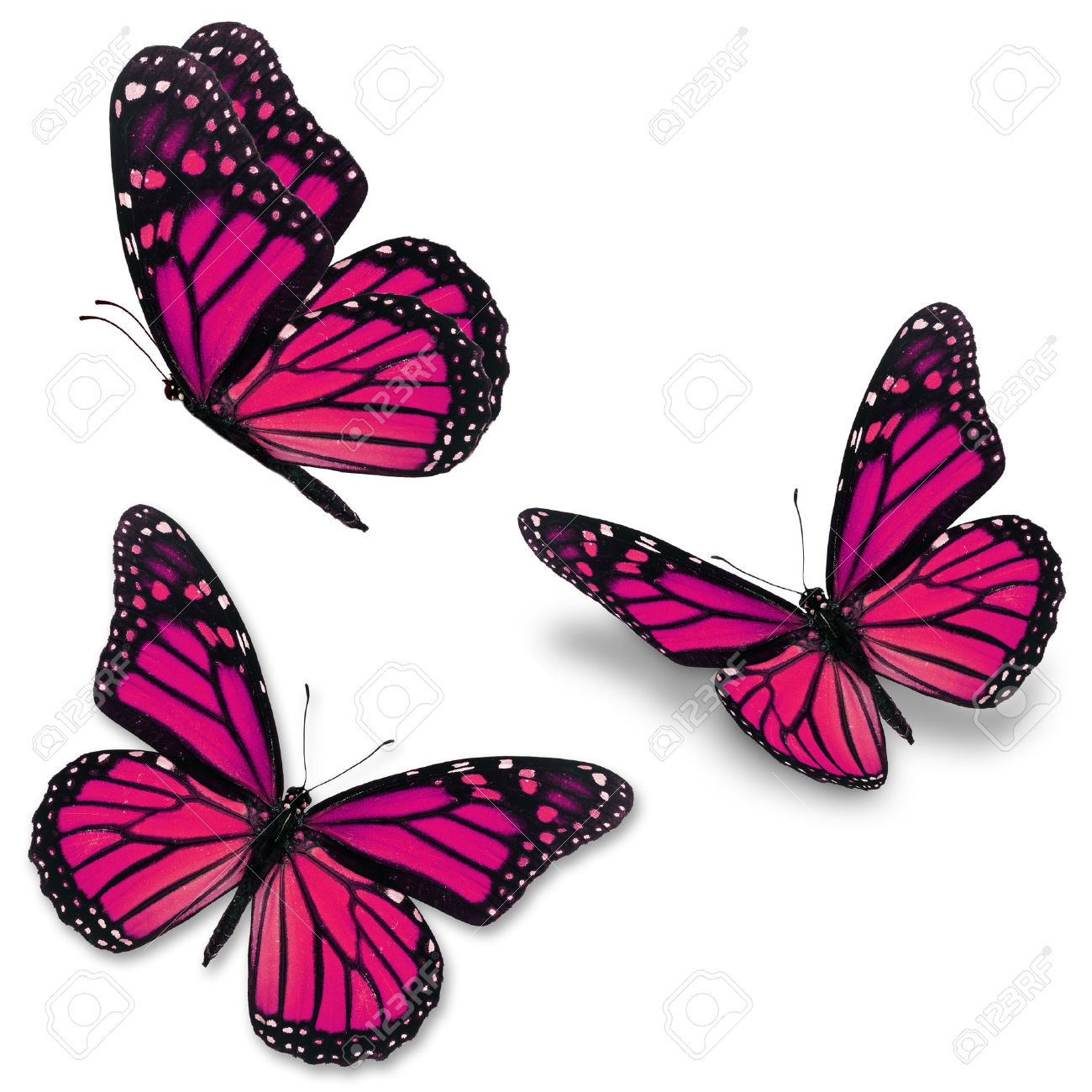 Pink And Purple Butterfly Free Download On Clipartmag