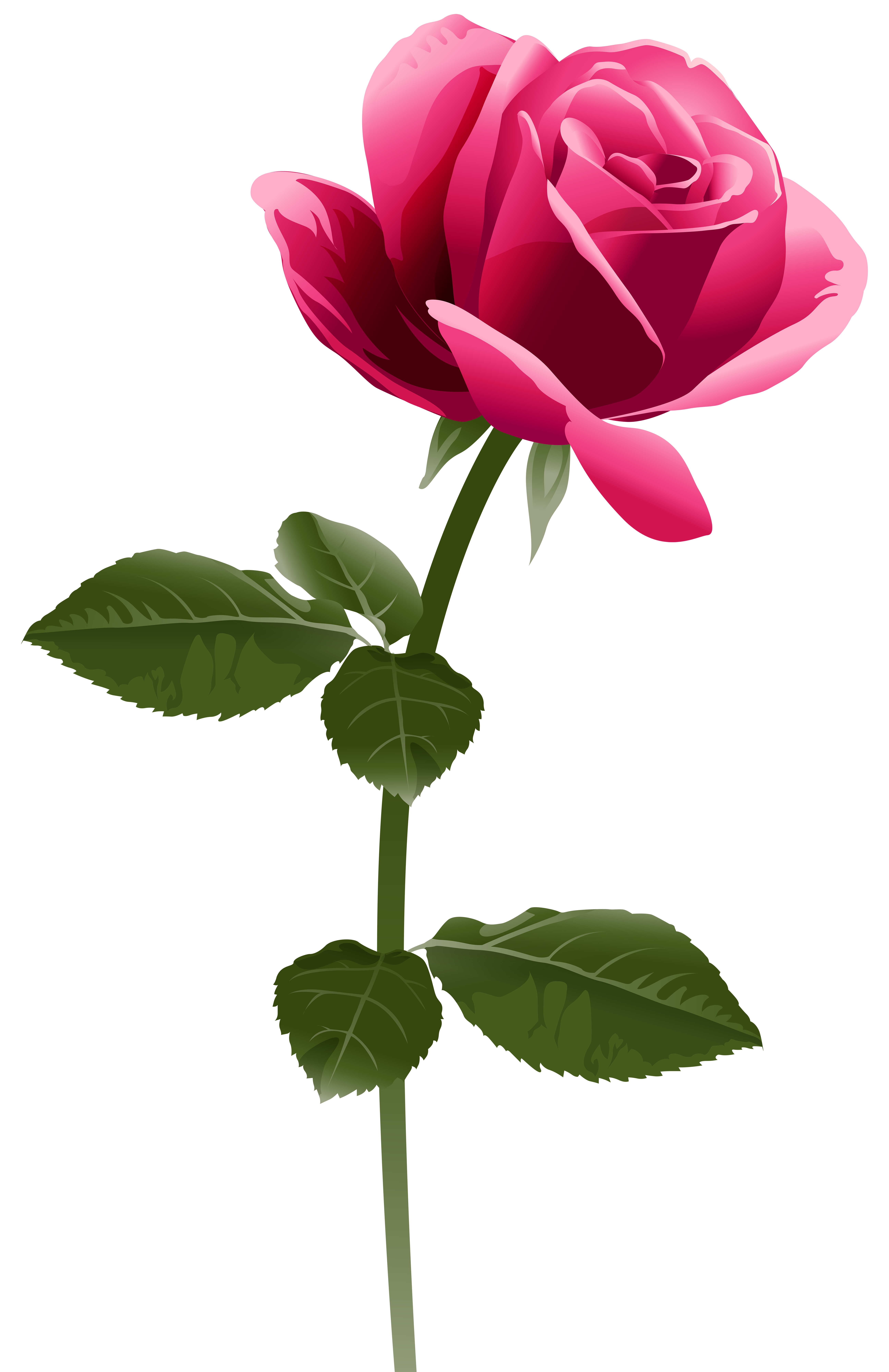 Free Clipart Of A Black And Pink Rose Design Black Ro