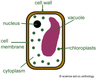 Plant Cell Clipart | Free download on ClipArtMag