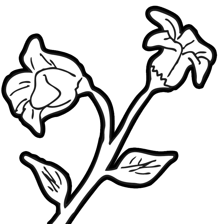 Plants Clipart Black And White | Free download on ClipArtMag