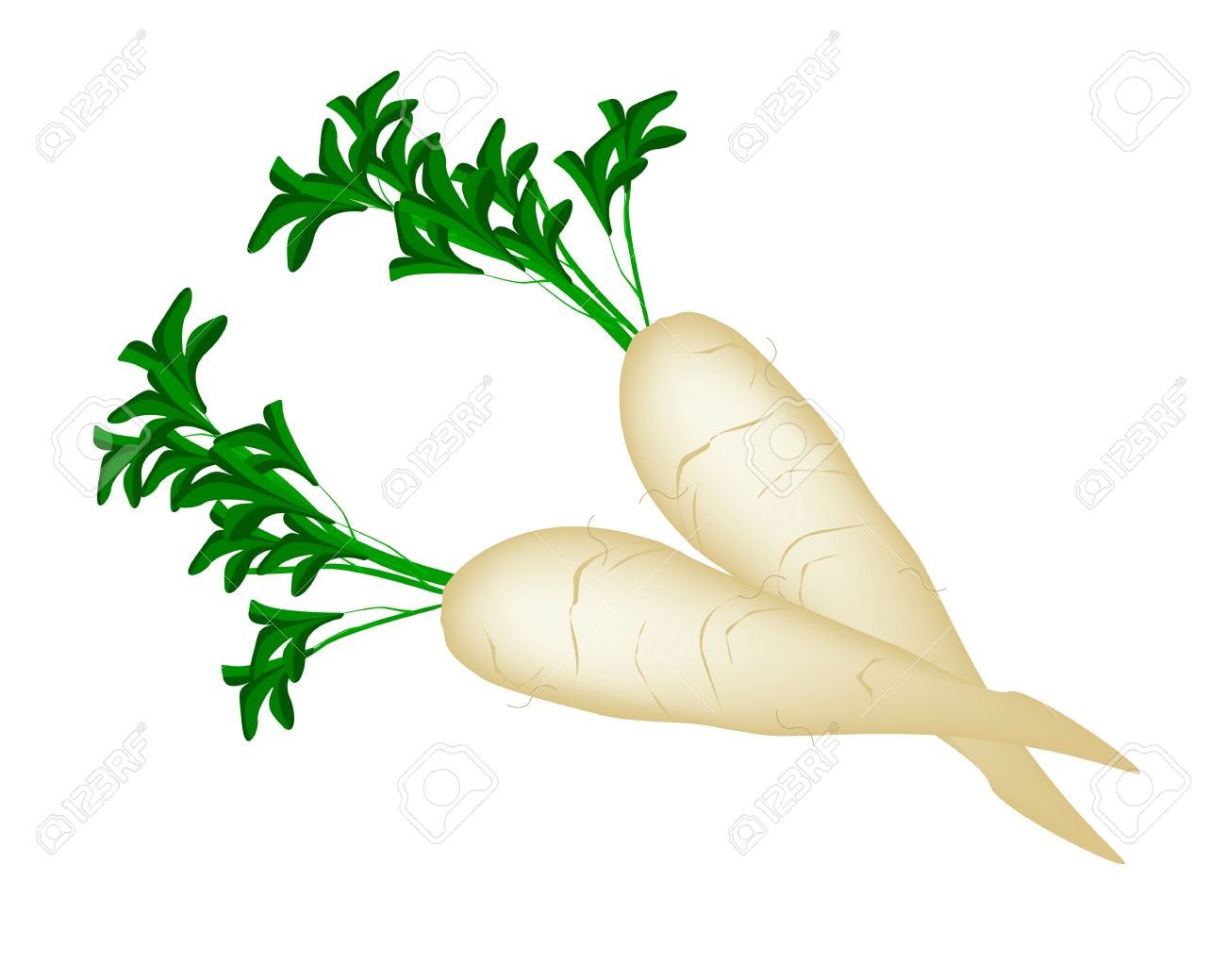 Radish Clipart Free download on ClipArtMag