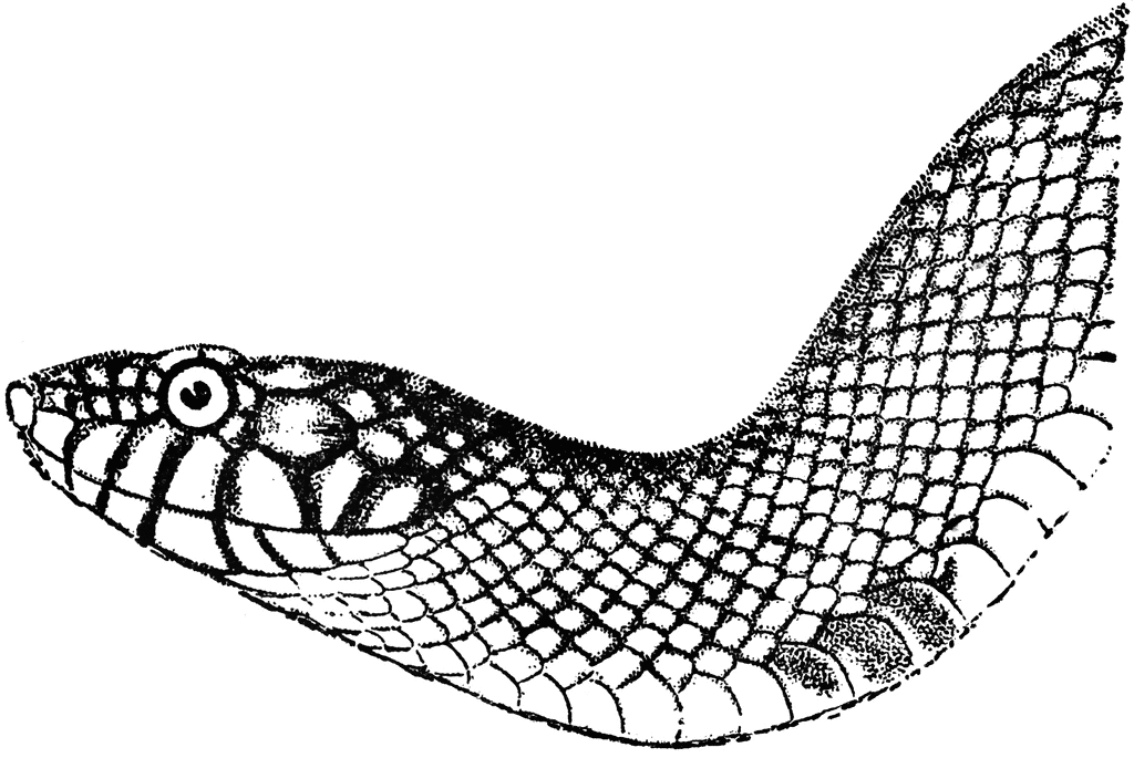 Rattlesnake Clipart Black And White | Free download on ClipArtMag