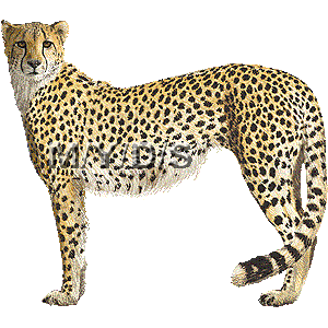 Real Animal Clipart | Free download on ClipArtMag