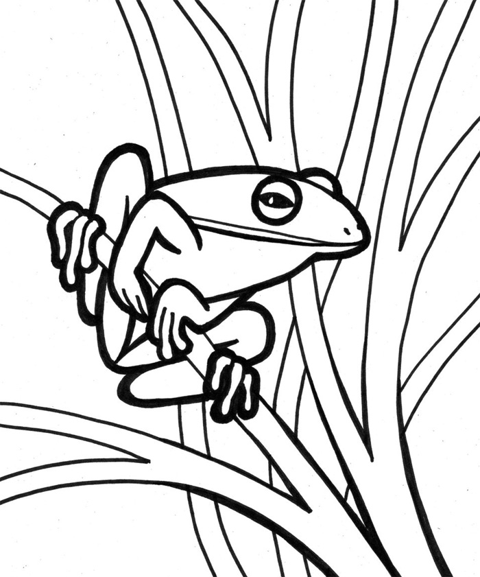 Realistic Frog Coloring Pages Free download on ClipArtMag