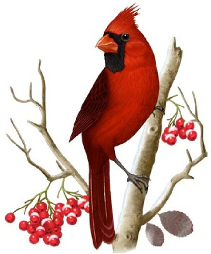 Red Cardinal Bird Clip Art | Free download on ClipArtMag