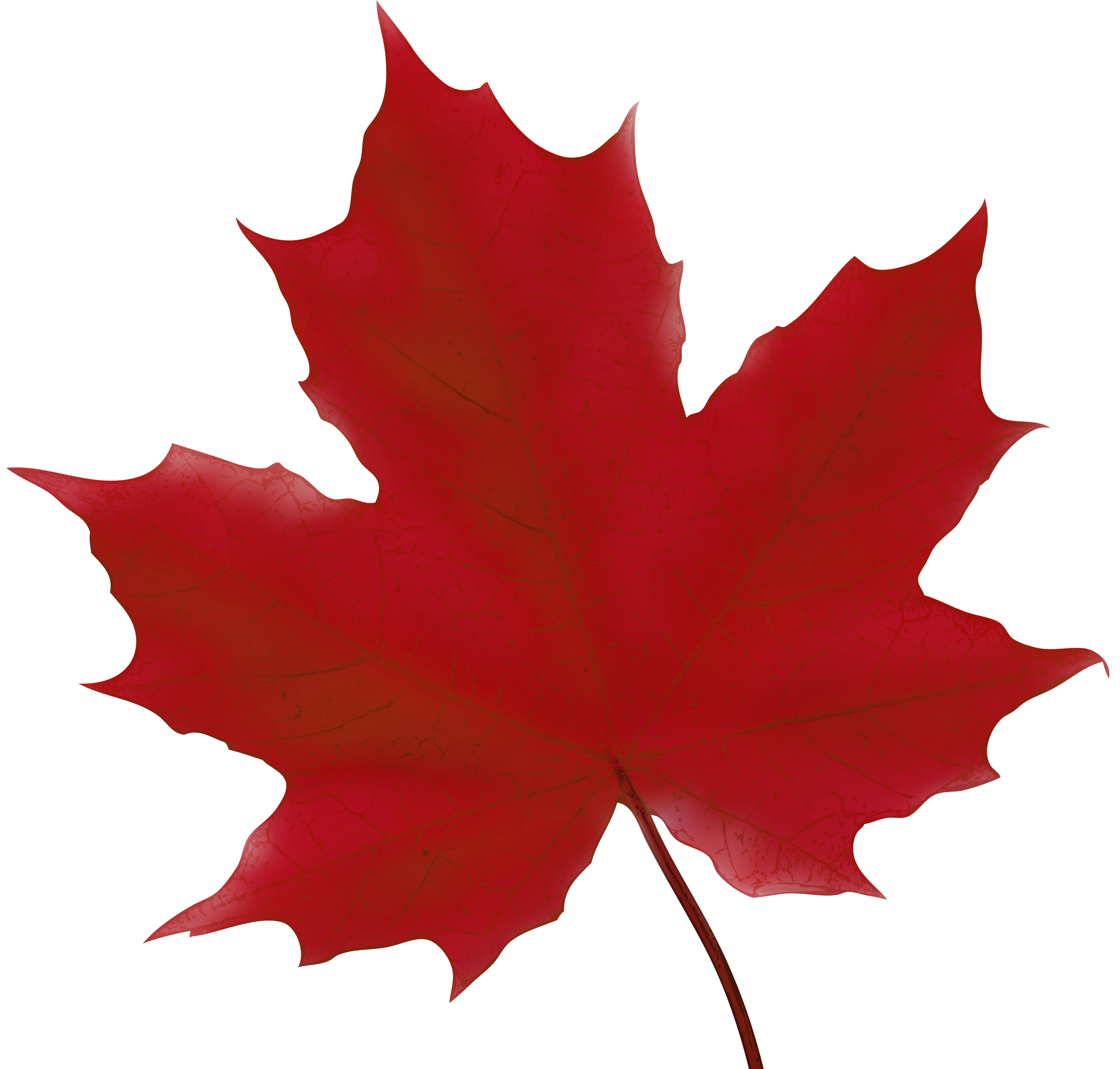 Red Leaf Clipart | Free download on ClipArtMag