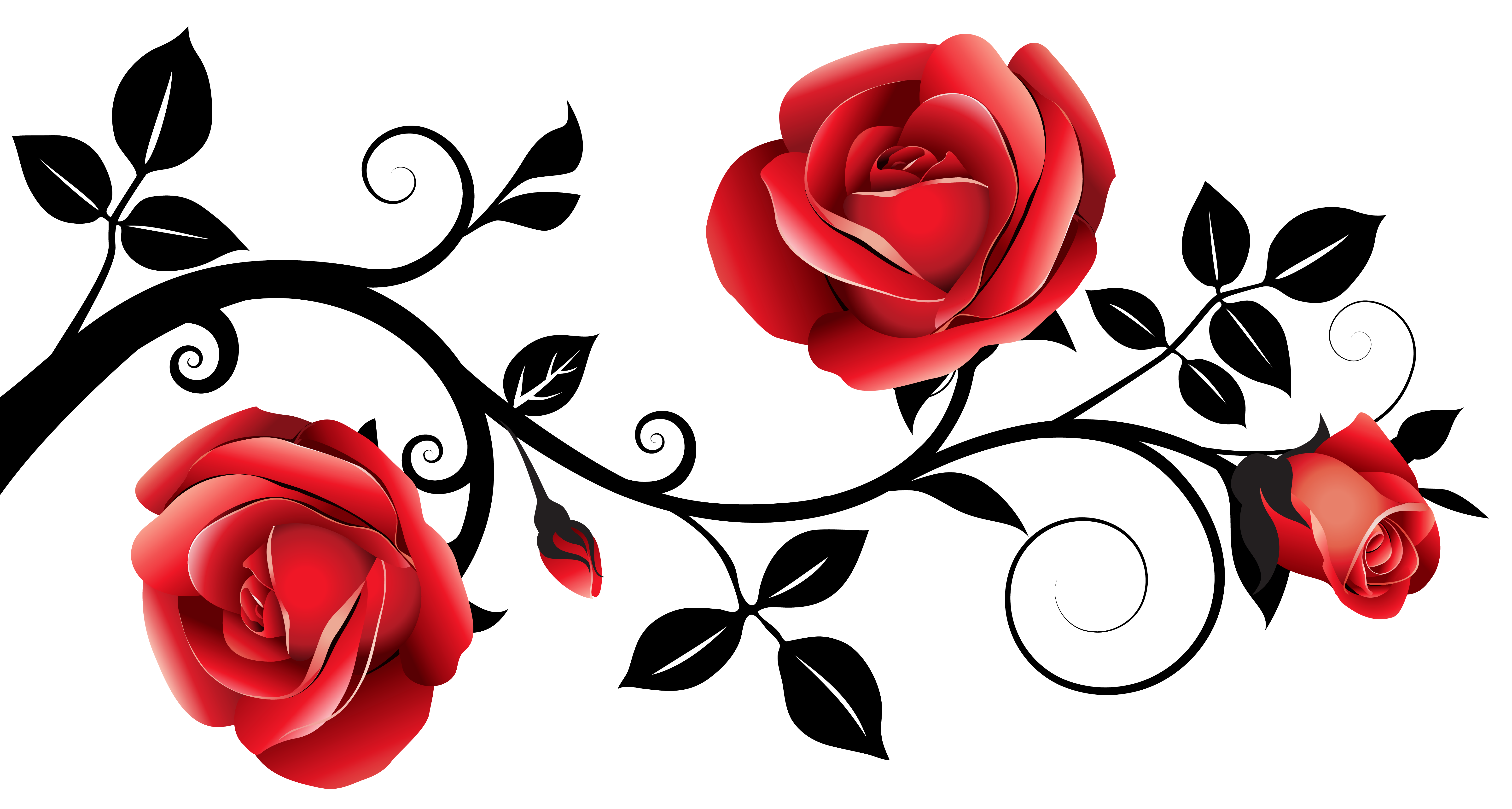 rose clipart no background 23