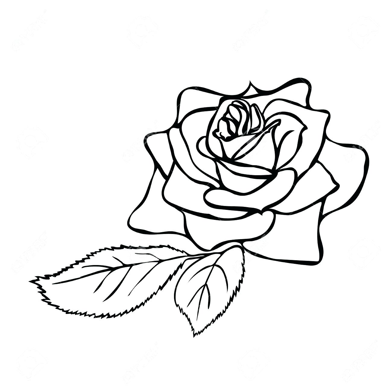 Rose Line Drawing Free download on ClipArtMag