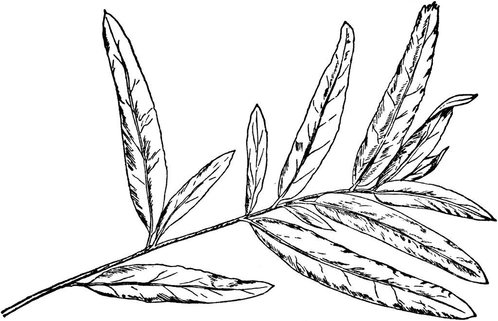 Rustic Leaves Cliparts Free Download On Clipartmag 9277