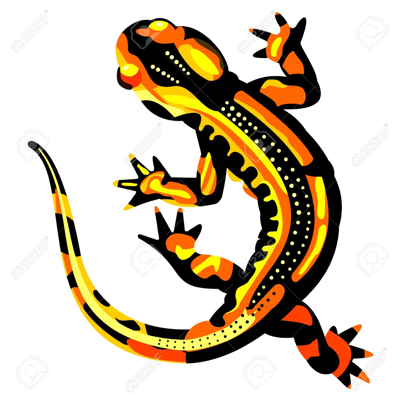 Collection of Salamander clipart Free download best Salamander