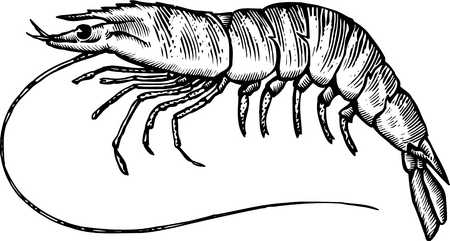 Shrimp Clipart Black And White | Free download on ClipArtMag