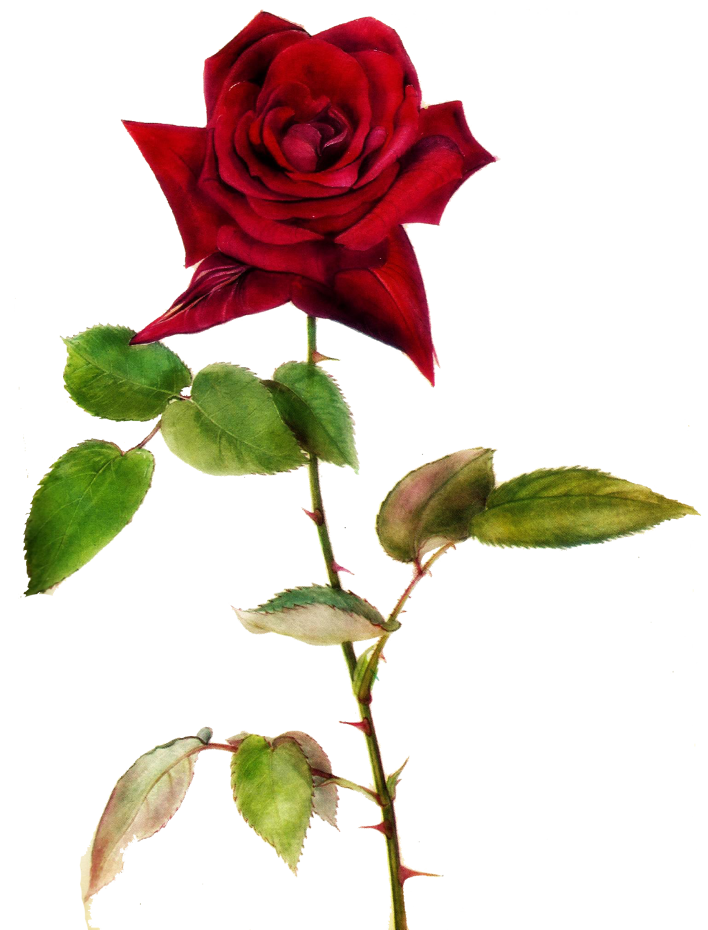 Single Red Rose Clip Art | Free download on ClipArtMag