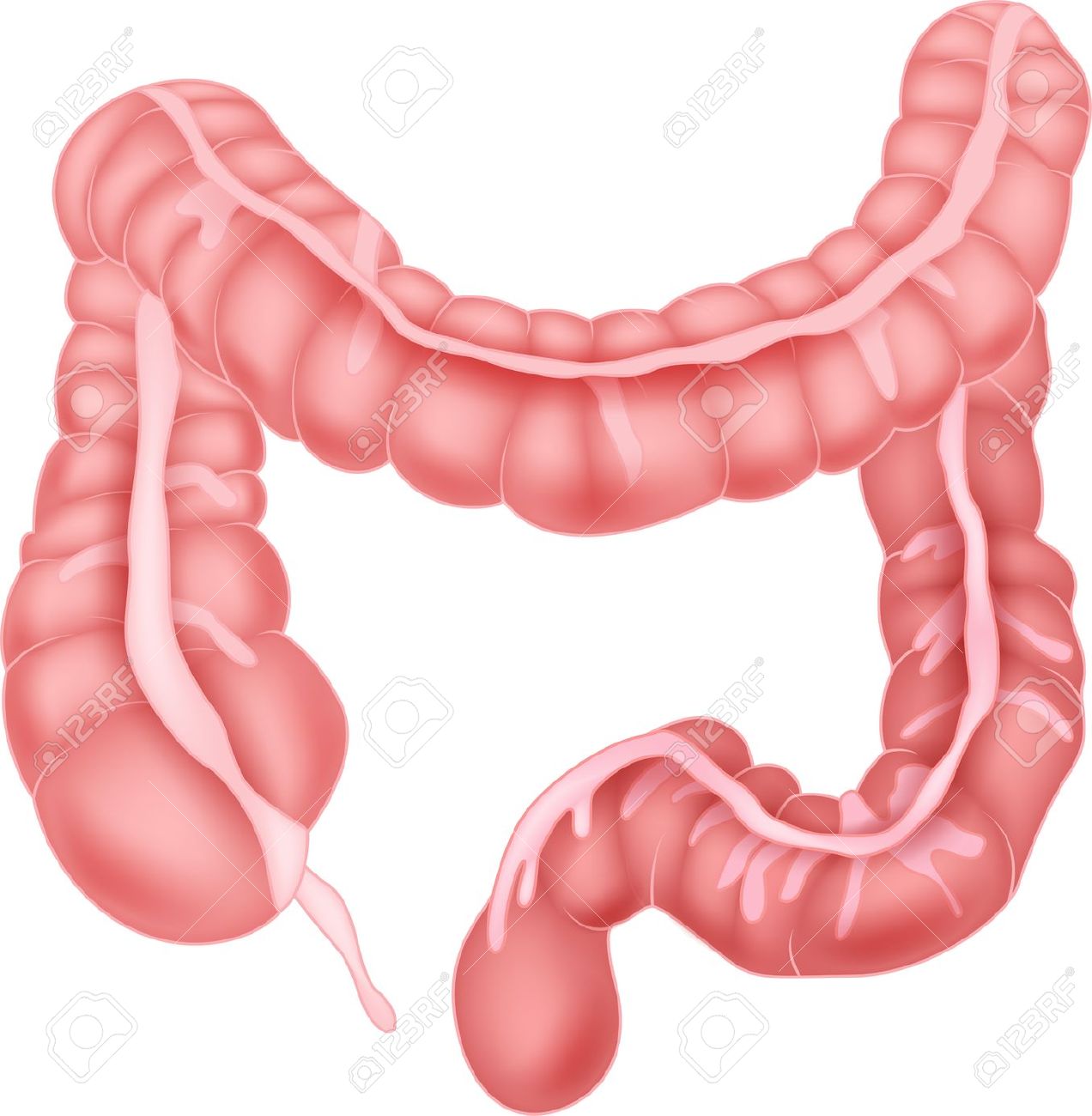 Small Intestine Clipart | Free download on ClipArtMag