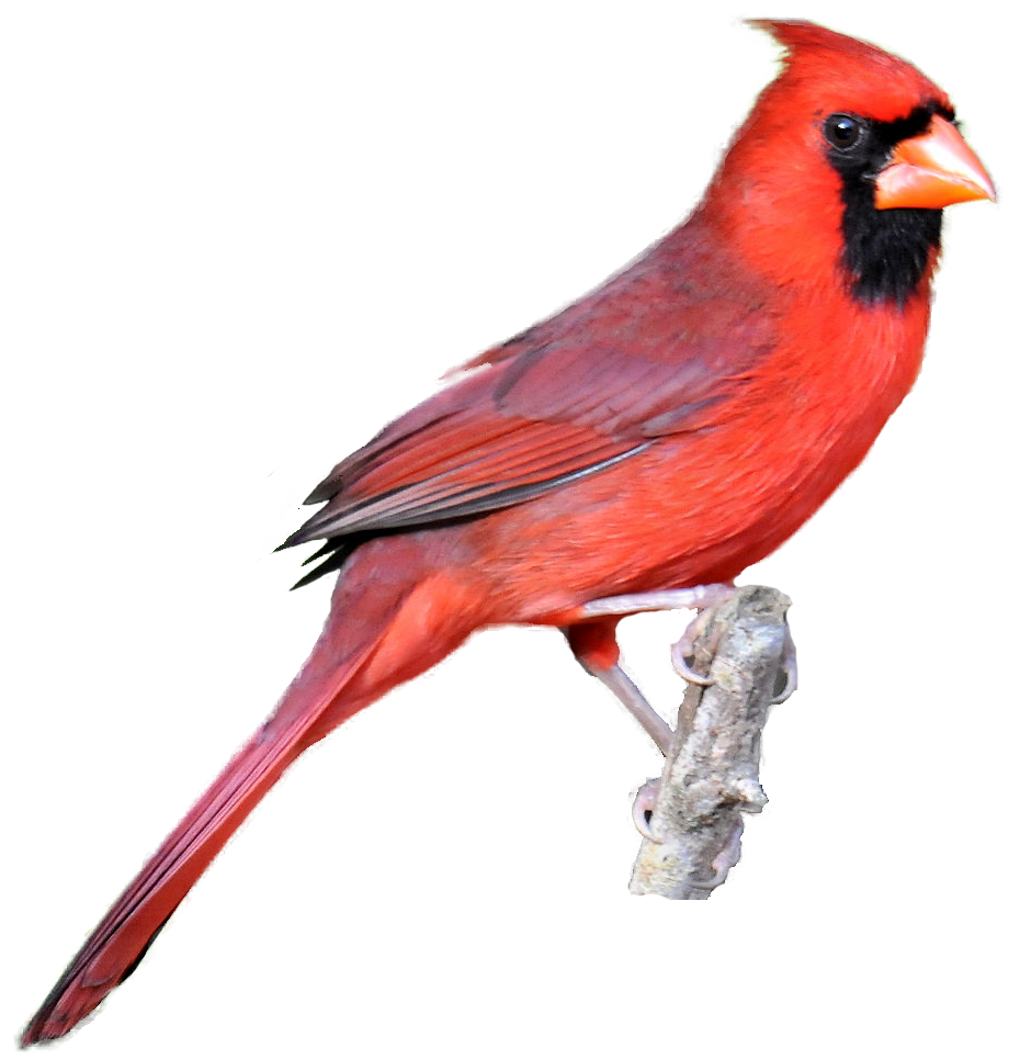 st-louis-cardinals-clipart-free-download-on-clipartmag