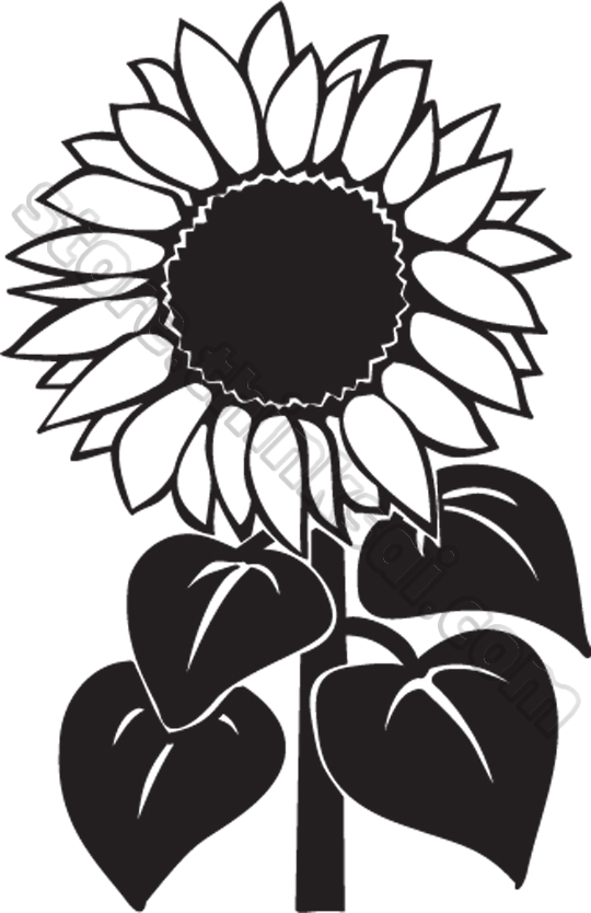 Sun Flower Clipart Black And White | Free download on ...