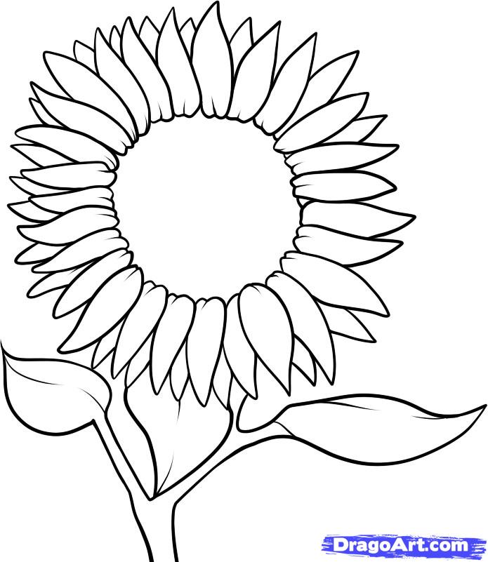 Sunflower Black And White Clipart | Free download on ...