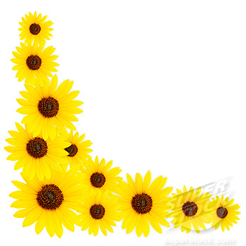 Sunflower Border Clipart | Free download on ClipArtMag