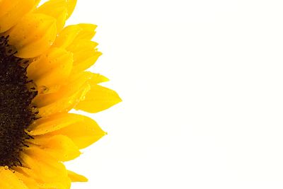 Download Sunflower Border Design | Free download on ClipArtMag