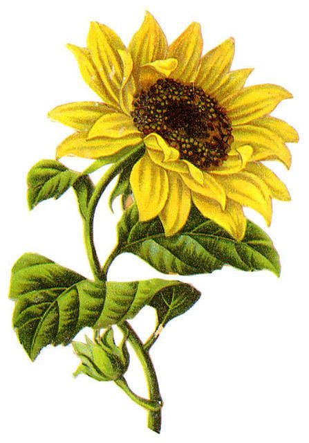 Sunflower Clipart Free Download On Clipartmag