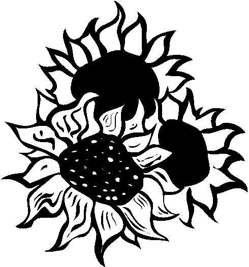 Download Sunflower Drawing Black And White | Free download on ...