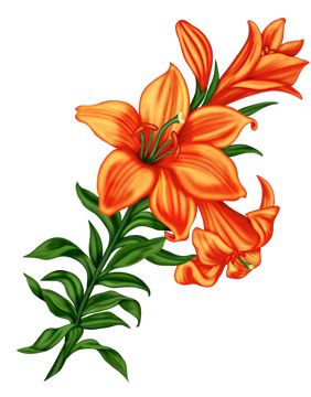 Tiger Lily Clipart 