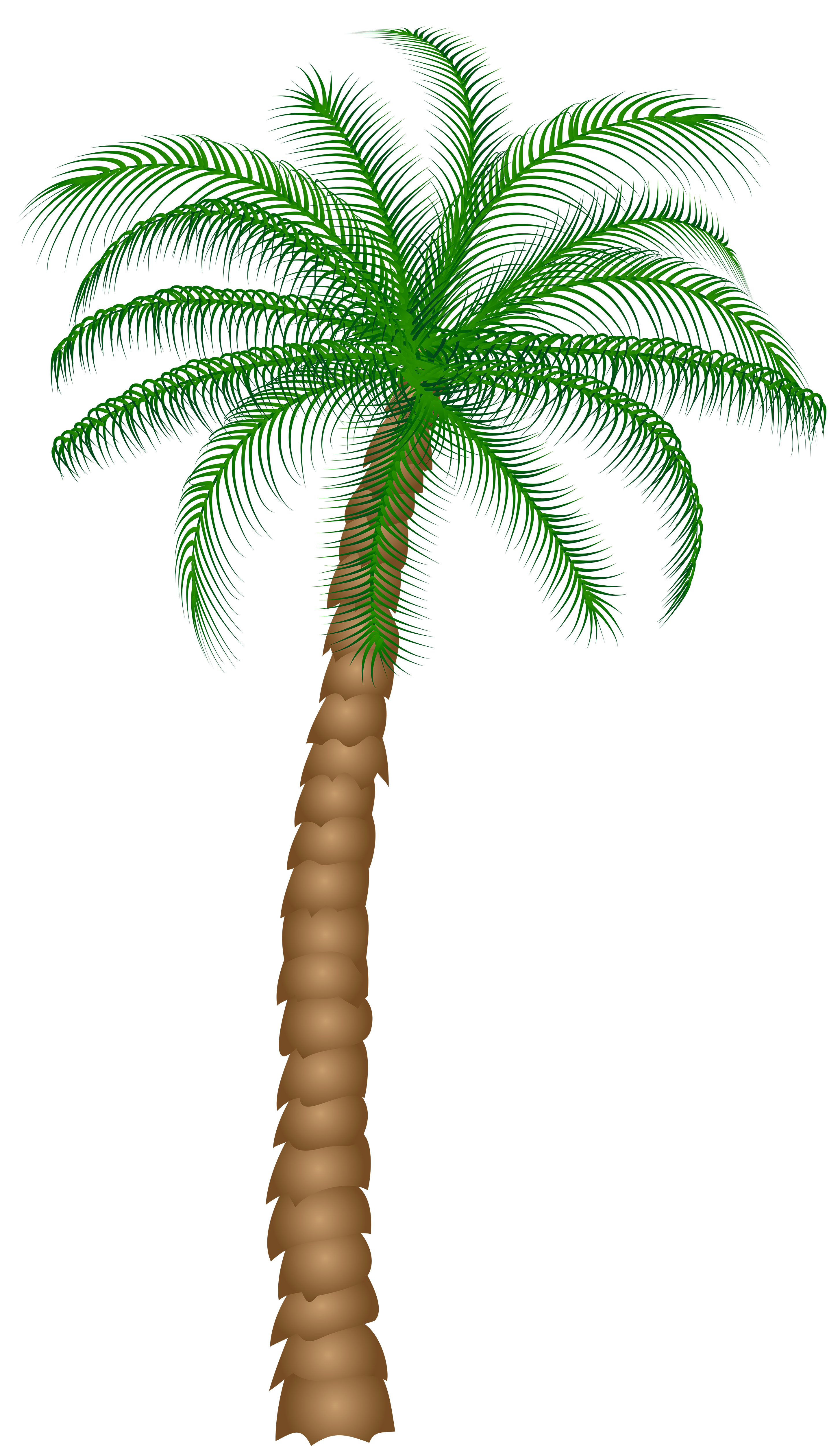 Transparent Palm Tree | Free download on ClipArtMag