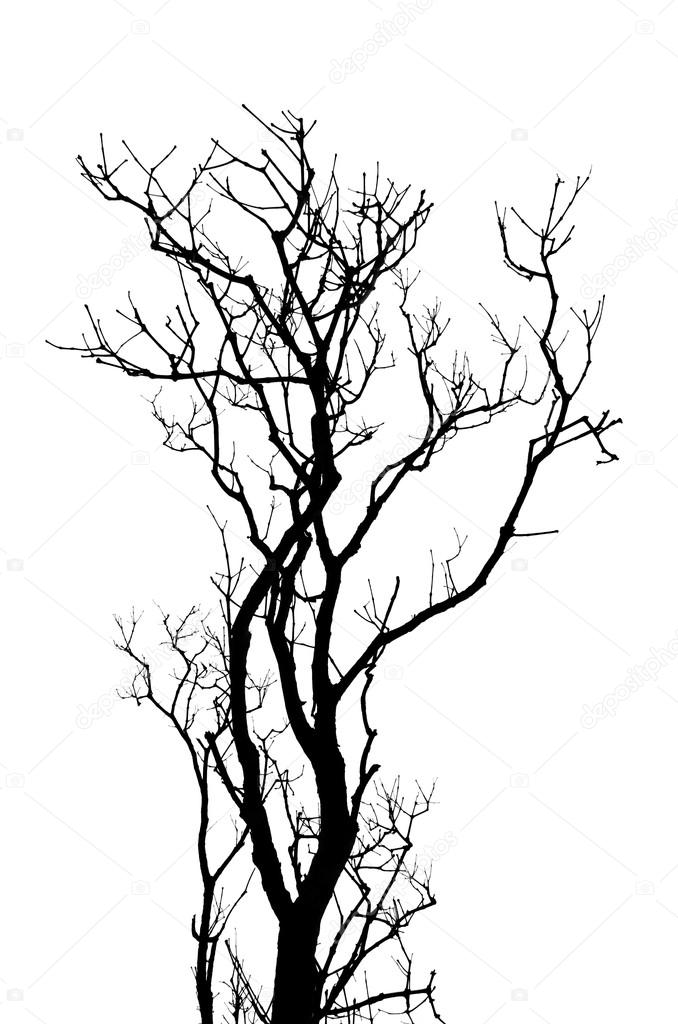Tree Branches Pictures | Free download on ClipArtMag