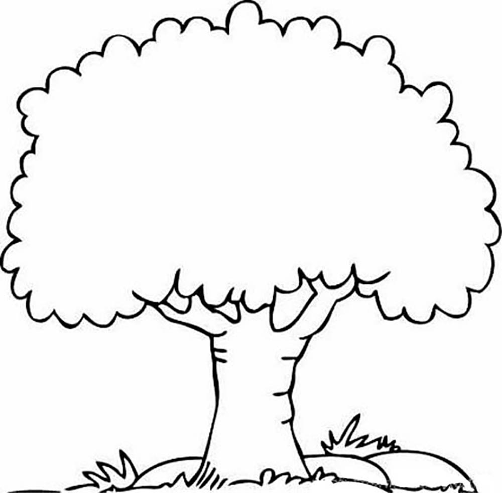 1000x983 Outline Drawing A Tree Big Tree Trees Coloring Pages