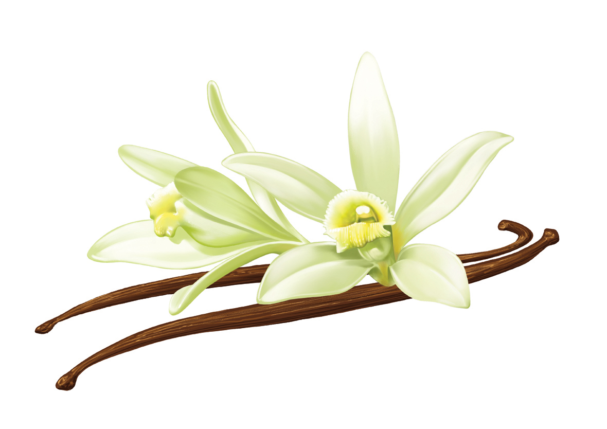 Vanilla Flower Clipart | Free download on ClipArtMag