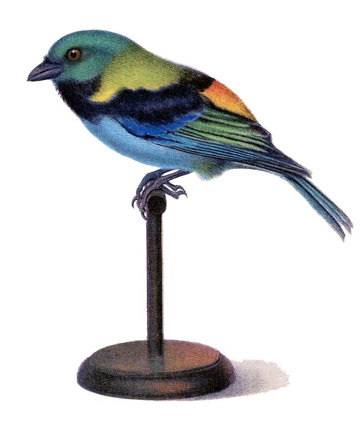 Vintage Bird Clip Art Free Download On Clipartmag