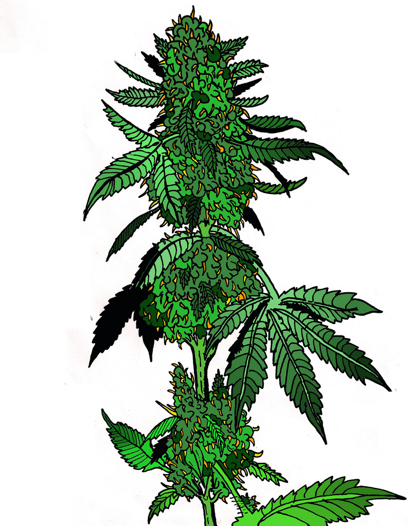 Weed Plant Drawing | Free download on ClipArtMag