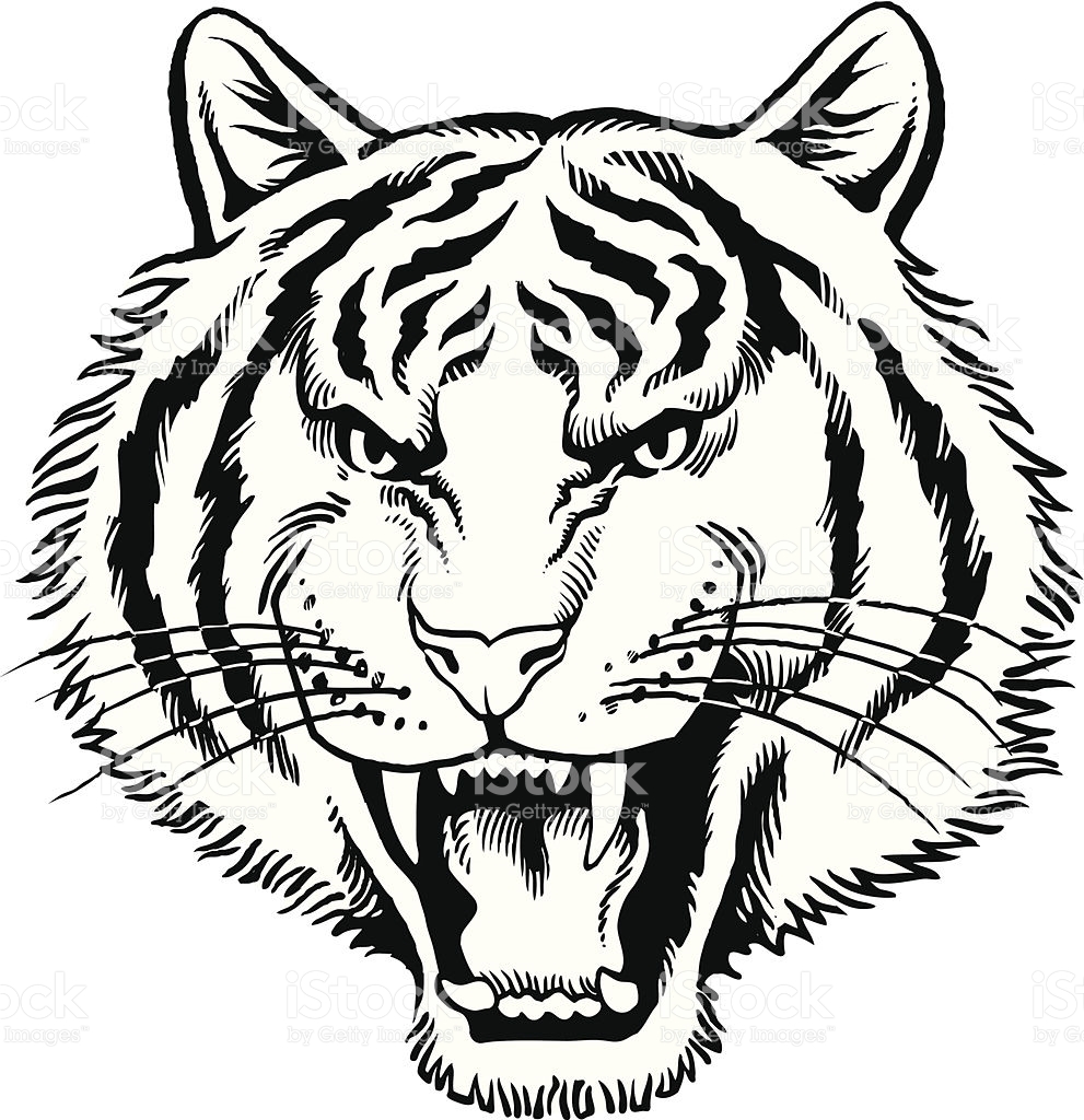 White Tiger Png Clipart | Free download on ClipArtMag