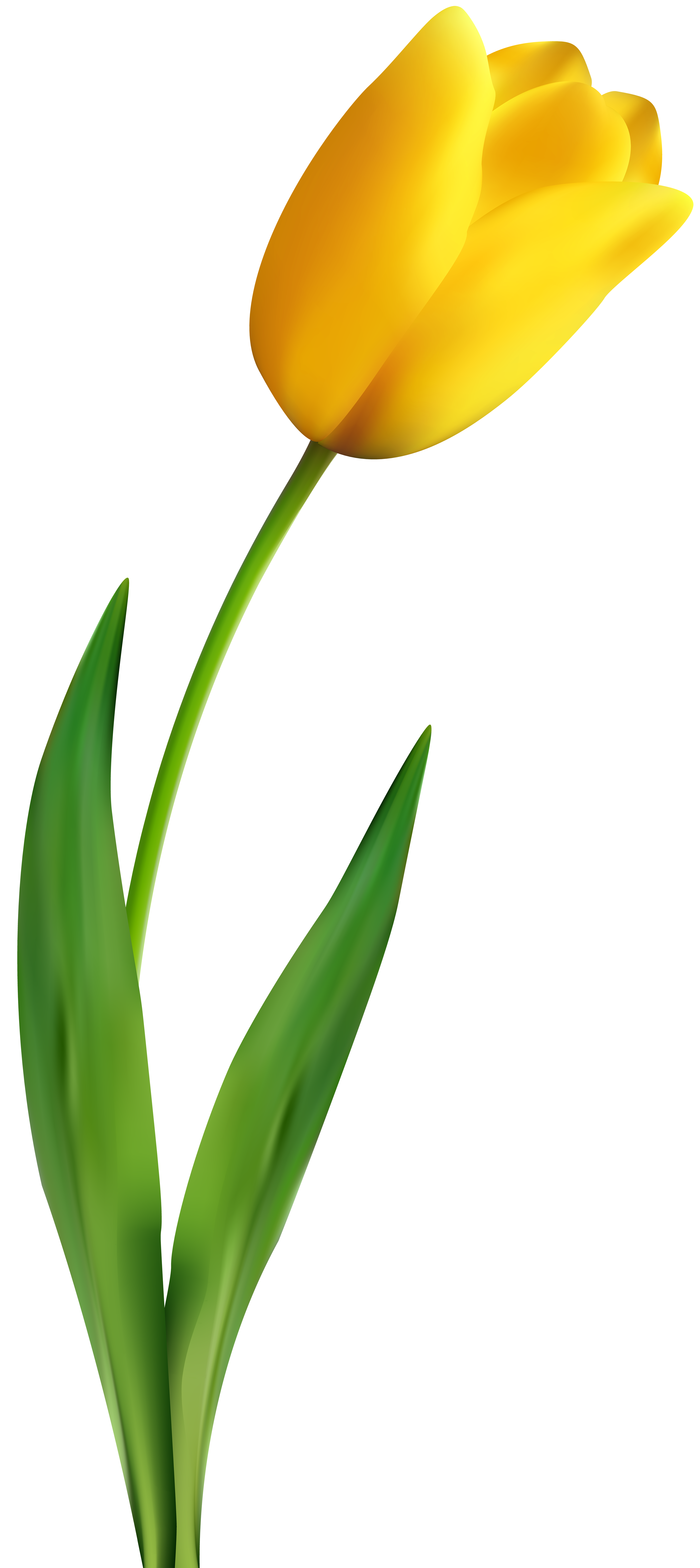 Yellow Tulip Clipart Free download on ClipArtMag