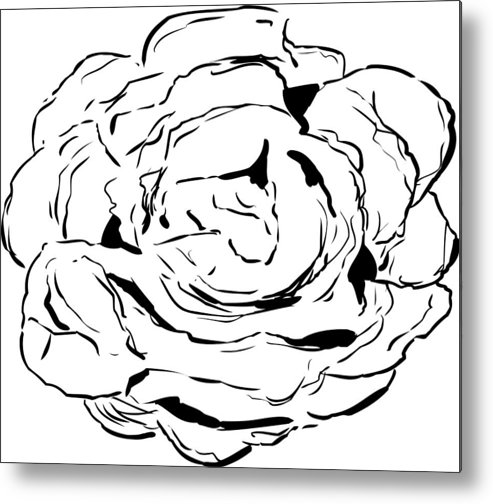 493x504 Outlined Bibb Lettuce Drawing Metal Print