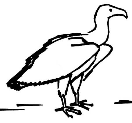 455x424 Vulture Drawing
