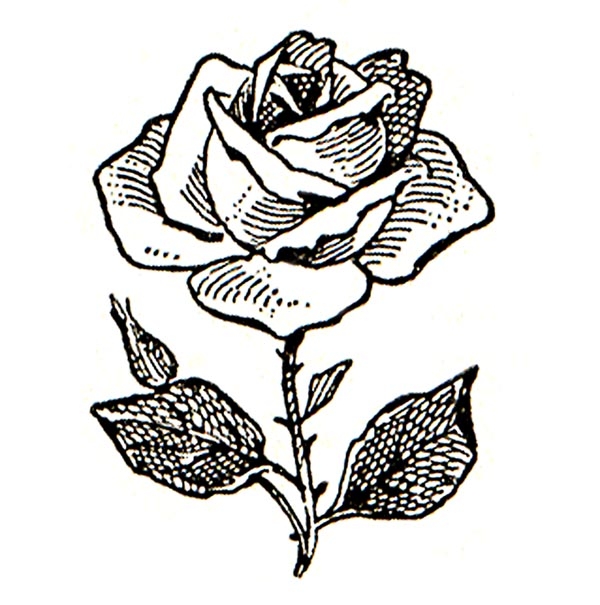 600x605 Free Clip Art Of Rose Clipart Black And White