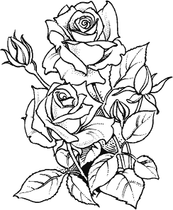 244x297 How To Draw A Traditional Rose Tattoo