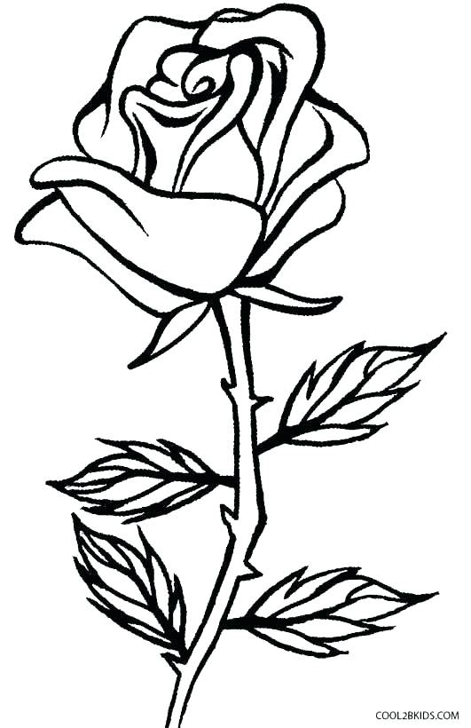 531x820 Coloring Pages Of A Rose Roses Coloring Pages Roses Coloring