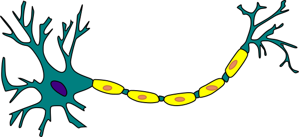 600x275 Neuron Drawing Clip Art